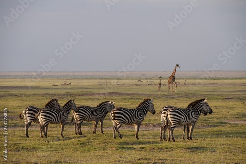 Zebra roaming in Amboseli National Park  Kenya