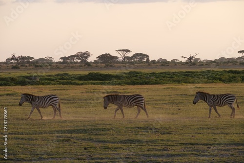 Zebra roaming in Amboseli National Park  Kenya