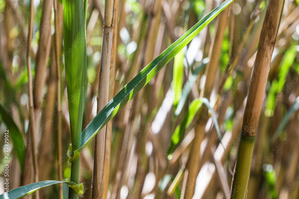 Obraz premium Bamboo forest close up still background