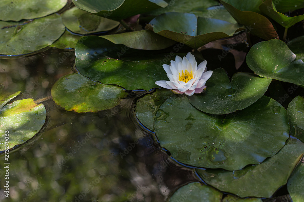 Lotus flower in bloom on a green foliage pond Lotus flower in bloom on a green foliage pond