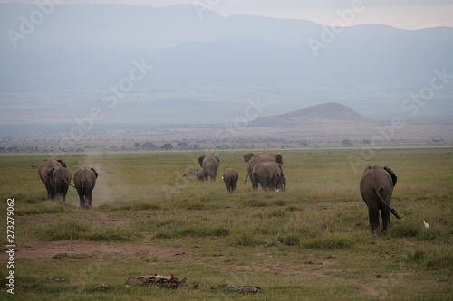 Elephants roaming in Amboseli National Park, Kenya © hyserb
