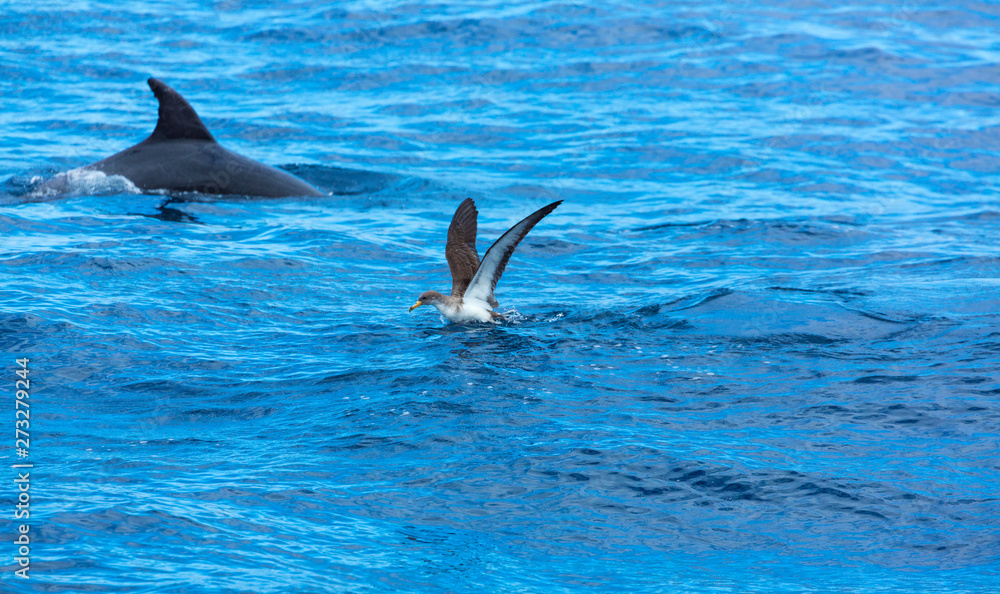 Obraz premium Cory's shearwater (Calonectris diomedea) and Dolphin, Cliffs ot the Giants, Tenerife island, Canary islands, Spain, Europe