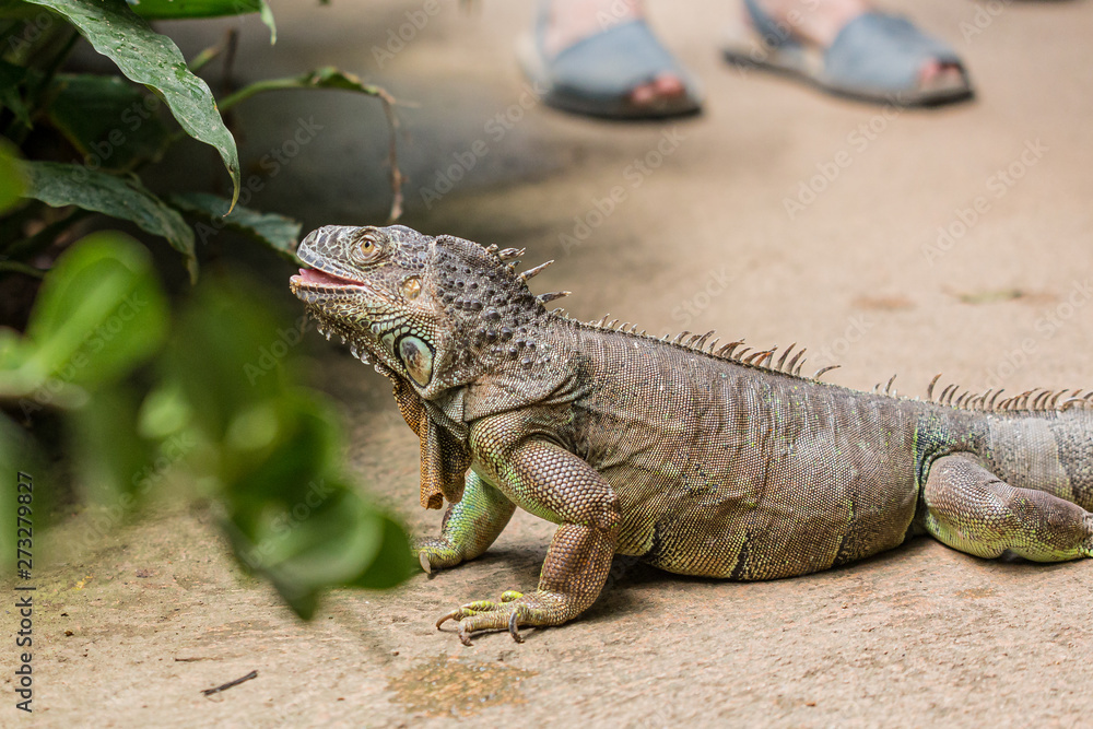 Dangerous iguana walking on a human path on a touristic wildlife place
