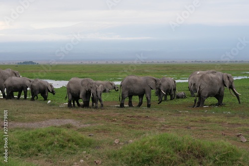 Elephants roaming in Amboseli National Park  Kenya