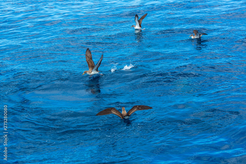 Obraz premium Cory's shearwater (Calonectris diomedea), Cliffs ot the Giants, Tenerife island, Canary islands, Spain, Europe