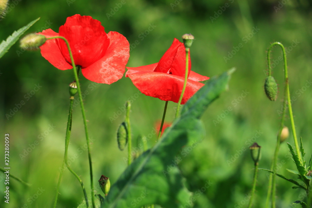 Obraz premium poppies blooming in the wild meadow