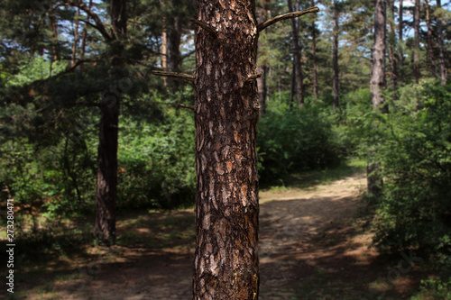 Tree Trunk In The Woods. For Copy Space  Arrows  Signs  Signposts and Directions