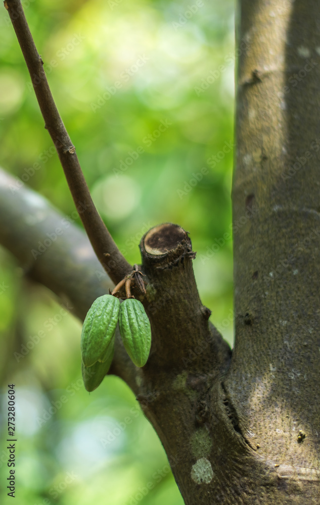 Fresh green cocoa beans grow on a tree in a botanical garden of plants and spices in Sri Lanka Fresh green cocoa beans grow on a tree in a botanical garden of plants and spices in Sri Lanka