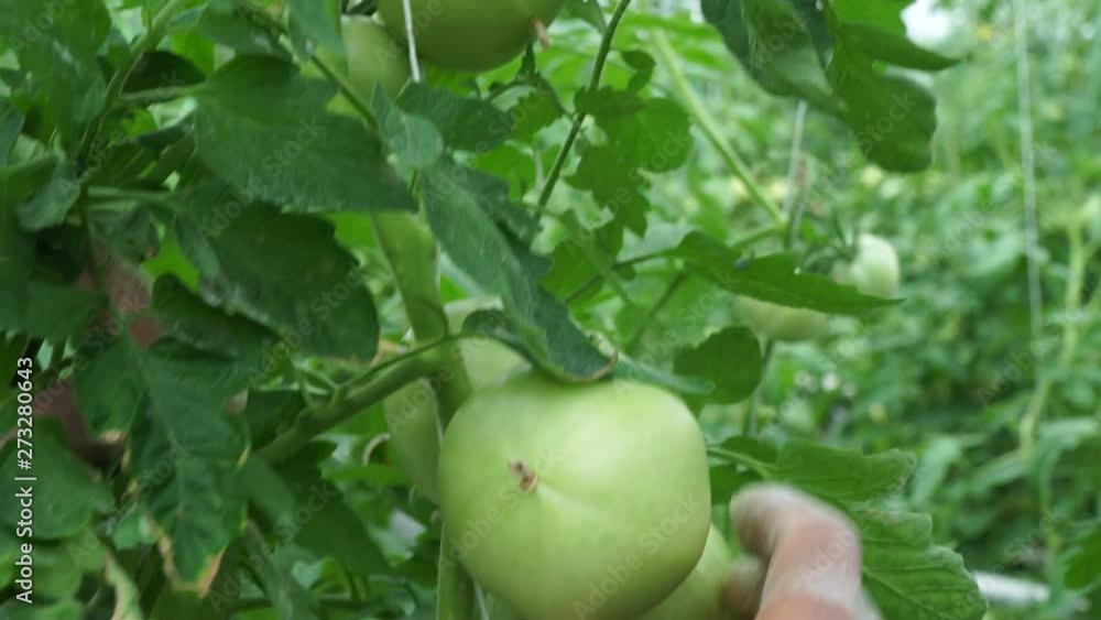 Agronomist shows tomatoes he has grown. 4K Agronomist shows tomatoes he has grown. 4K