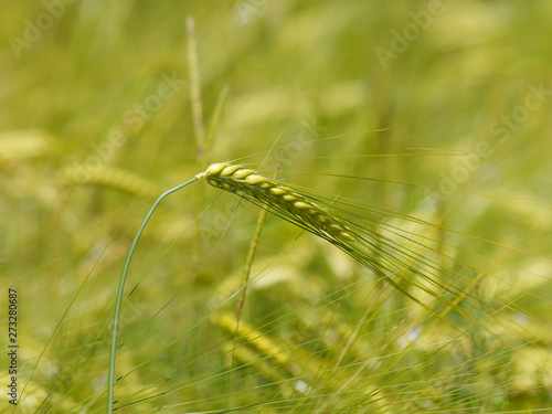(Triticum aestivum) Epi de blé encore vert