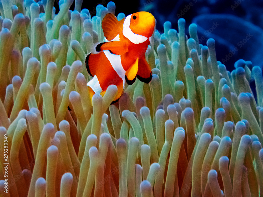 The Common or False Clownfish (Amphiprion ocellaris) in an anemone in El Nido, Palawan The Common or False Clownfish (Amphiprion ocellaris) in an anemone in El Nido, Palawan