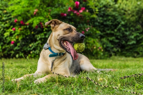 Portrait of playful young beige and black dog holding a tennis ball in his mouth laying on green grass. Summer day in a park. Bush with red roses in background.