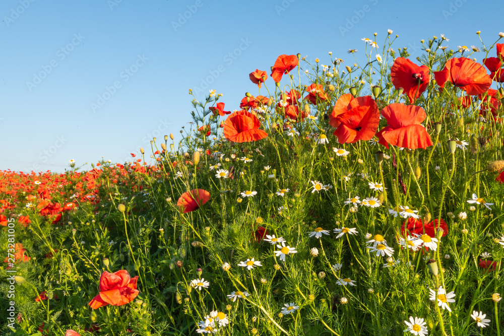 Red poppies and camomile on a rural field. Papaver. Matricaria chamomillia. Red poppies and camomile on a rural field. Papaver. Matricaria chamomillia.
