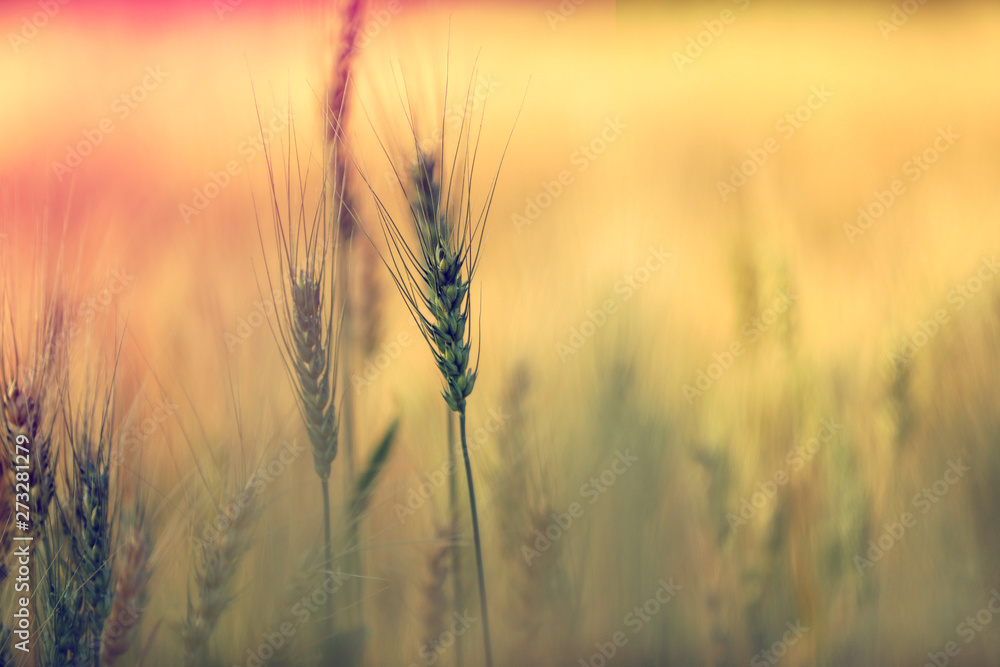 Fototapeta premium Wheat field. Ears of golden wheat close up
