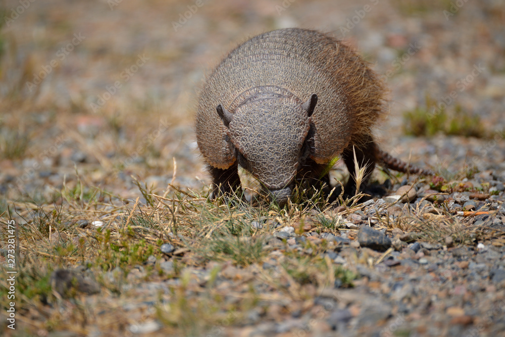 Obraz premium Armadillo