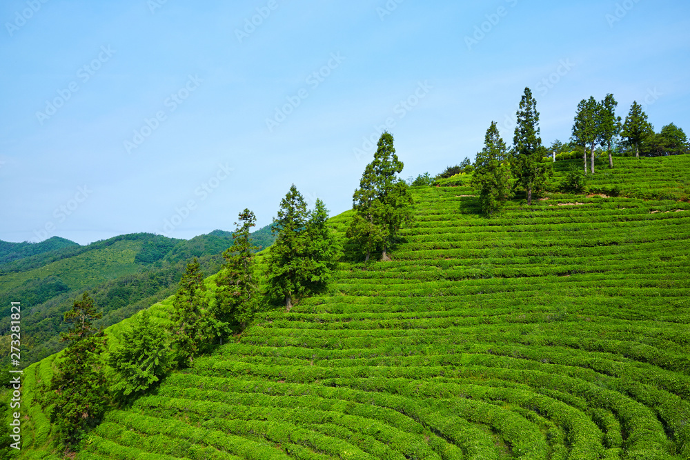Green Tea Farm in Boseong-gun, South Korea.