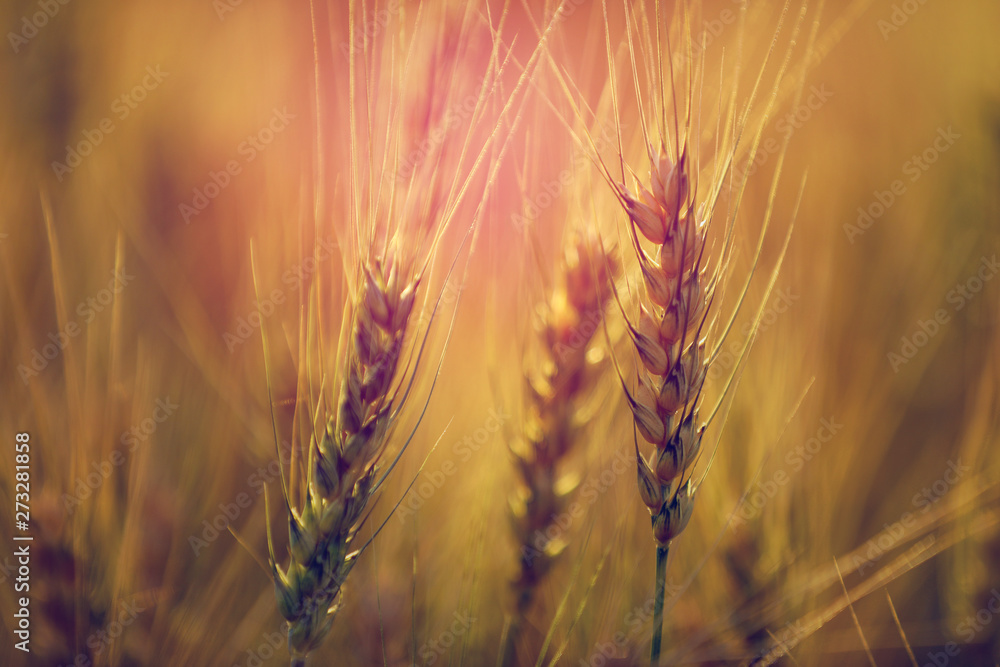 Wheat field. Ears of golden wheat close up Wheat field. Ears of golden wheat close up