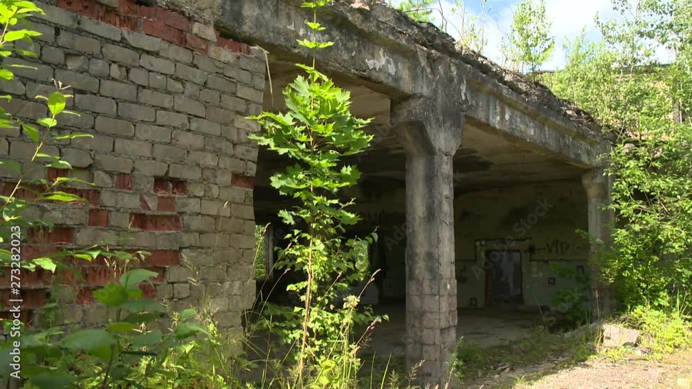 Derelict house walls overgrown with trees and plants Derelict house walls overgrown with trees and plants