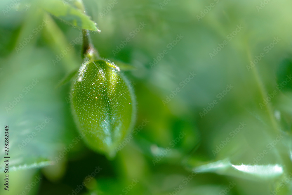 Fresh Green Chickpeas field , Chick peas also known as harbara or harbhara in hindi and Cicer is scientific name, Fresh Green Chickpeas field , Chick peas also known as harbara or harbhara in hindi and Cicer is scientific name,
