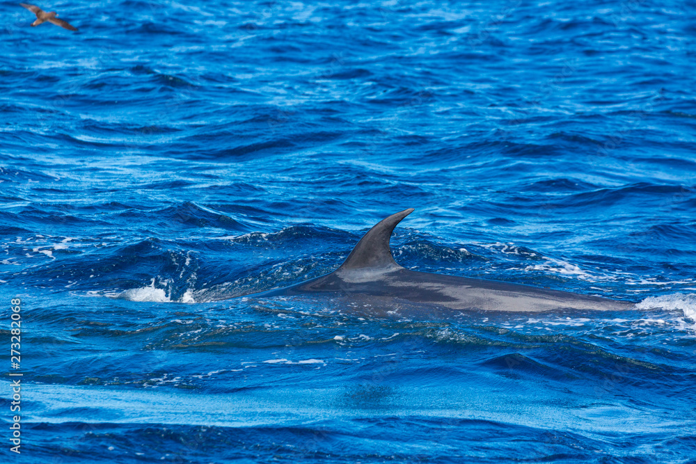 Obraz premium Rorqual, Cliffs ot the Giants, Tenerife island, Canary islands, Spain, Europe