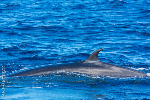 Rorqual, Cliffs ot the Giants, Tenerife island, Canary islands, Spain, Europe photo