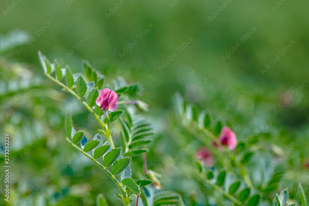 Fresh Green Chickpeas field , Chick peas also known as harbara or harbhara in hindi and Cicer is scientific name, Fresh Green Chickpeas field , Chick peas also known as harbara or harbhara in hindi and Cicer is scientific name,