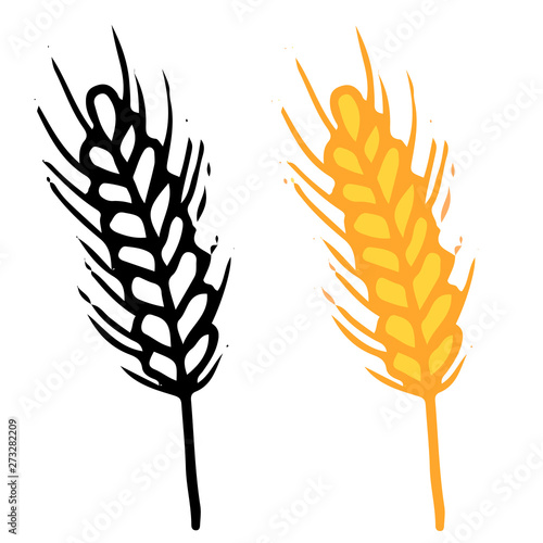 vector image of a wheat spikelet isolated on white background