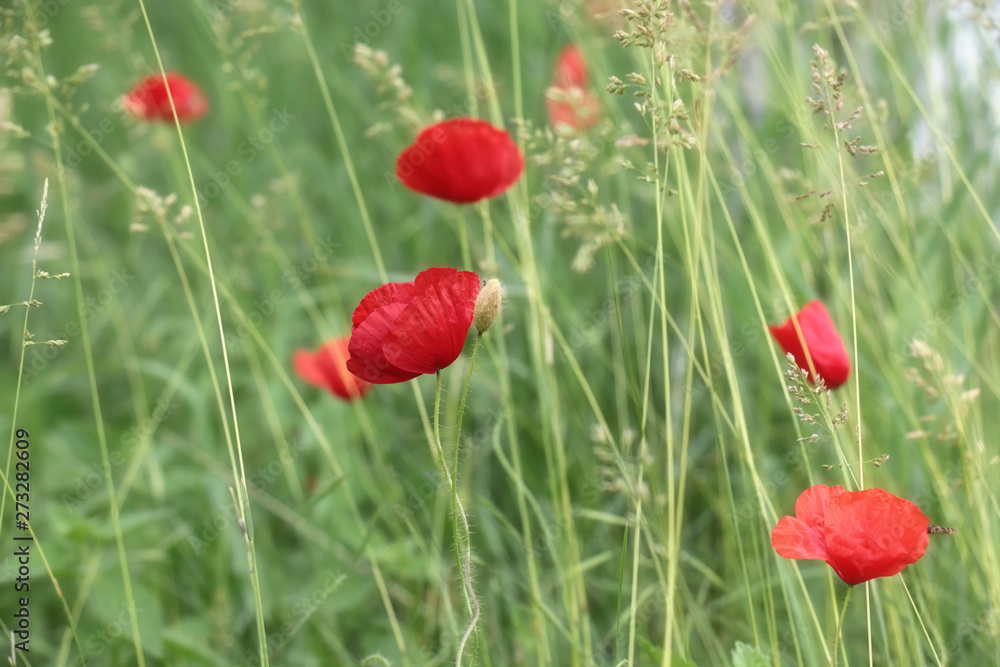 Fototapeta premium poppies blooming in the wild meadow