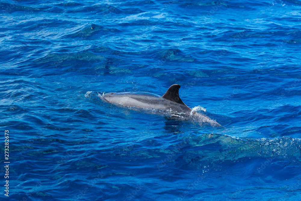 Fototapeta premium Common bottlenose dolphin, Cliffs ot the Giants, Tenerife island, Canary islands, Spain, Europe