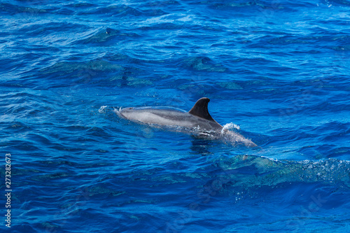 Common bottlenose dolphin  Cliffs ot the Giants  Tenerife island  Canary islands  Spain  Europe