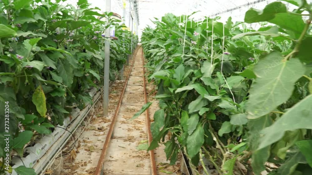 Modern organic eggplant greenhouse. 4K Modern organic eggplant greenhouse. 4K