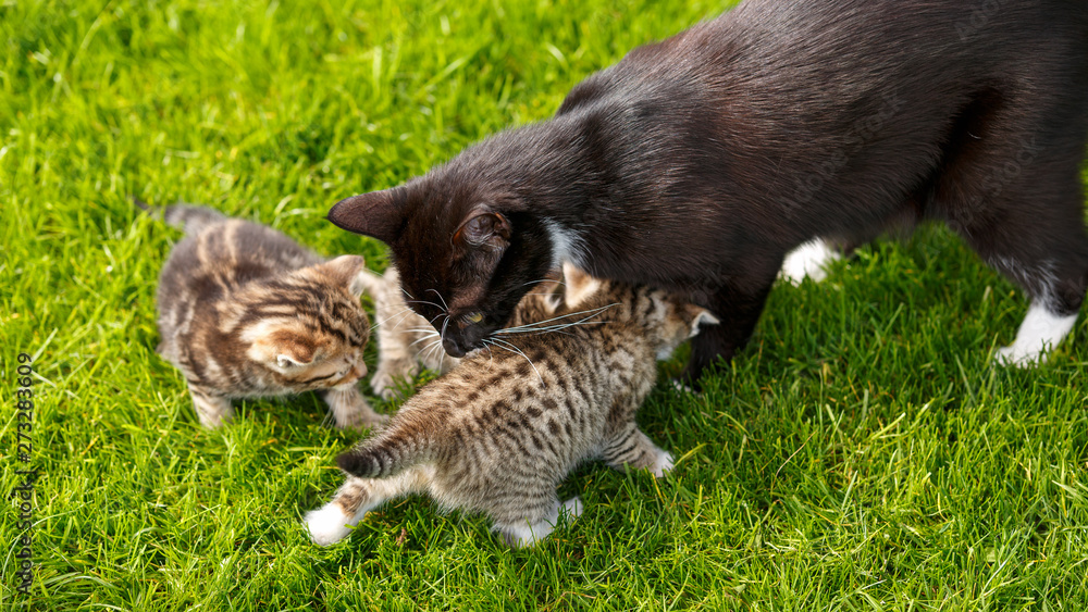 Little tabby kittens playing with their cat mother on the grass. Little tabby kittens playing with their cat mother on the grass.