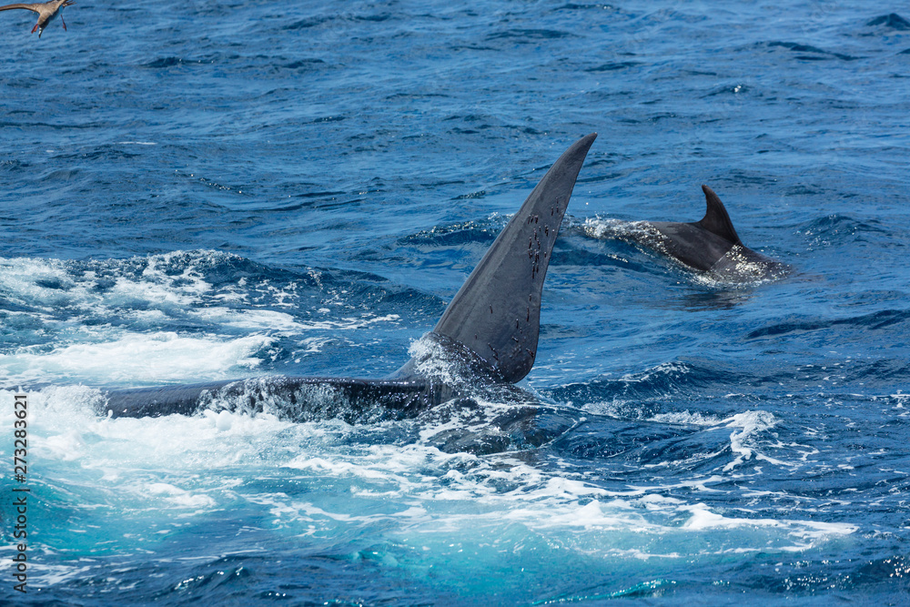 Fototapeta premium Common bottlenose dolphin, Cliffs ot the Giants, Tenerife island, Canary islands, Spain, Europe
