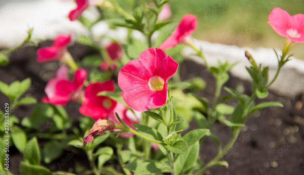Fototapeta premium Beautiful Petunia flowers in the sunlight on the flower bed.