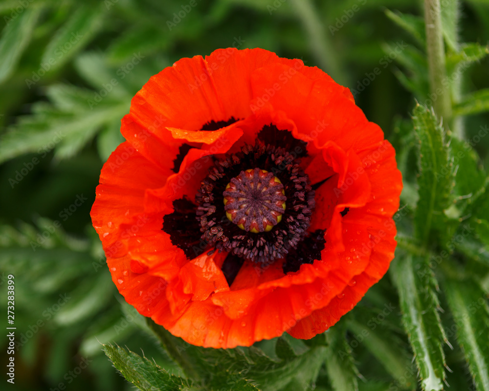 red poppy flower with green leaves on the background in summer garden. red poppy flower with green leaves on the background in summer garden.