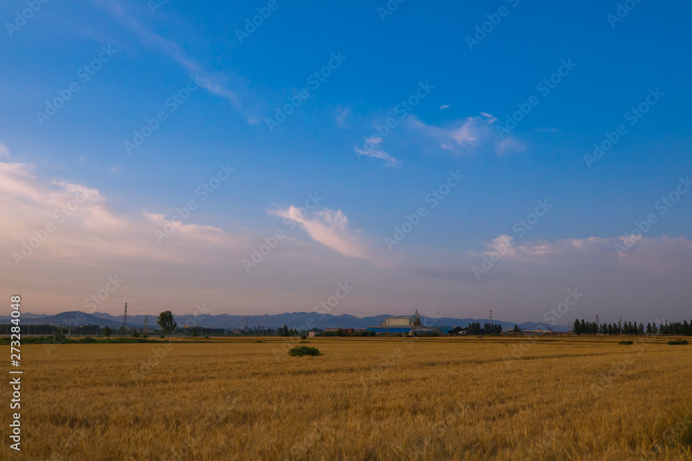 sunset over wheat field