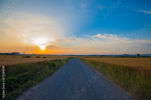 The road in the wheat field in the morrning light