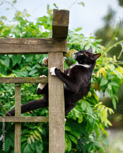 portrait of black and white cat climbing on the garden pergola.