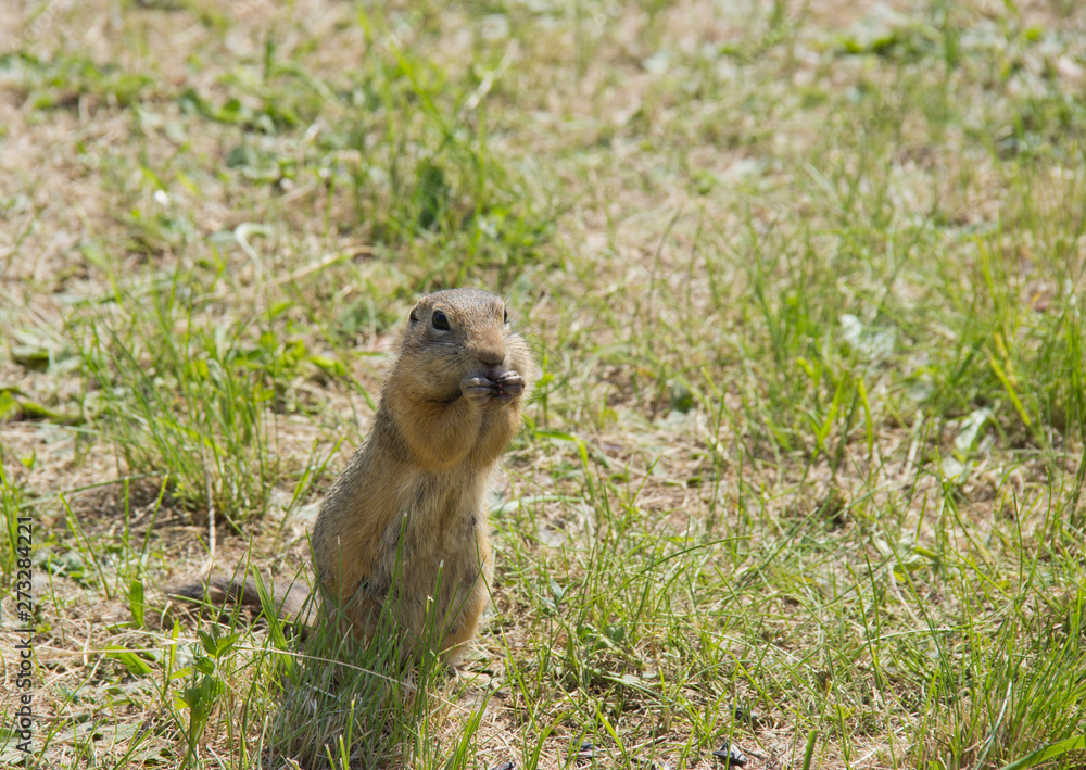Fototapeta premium feed the gophers on the lawn in the city Park
