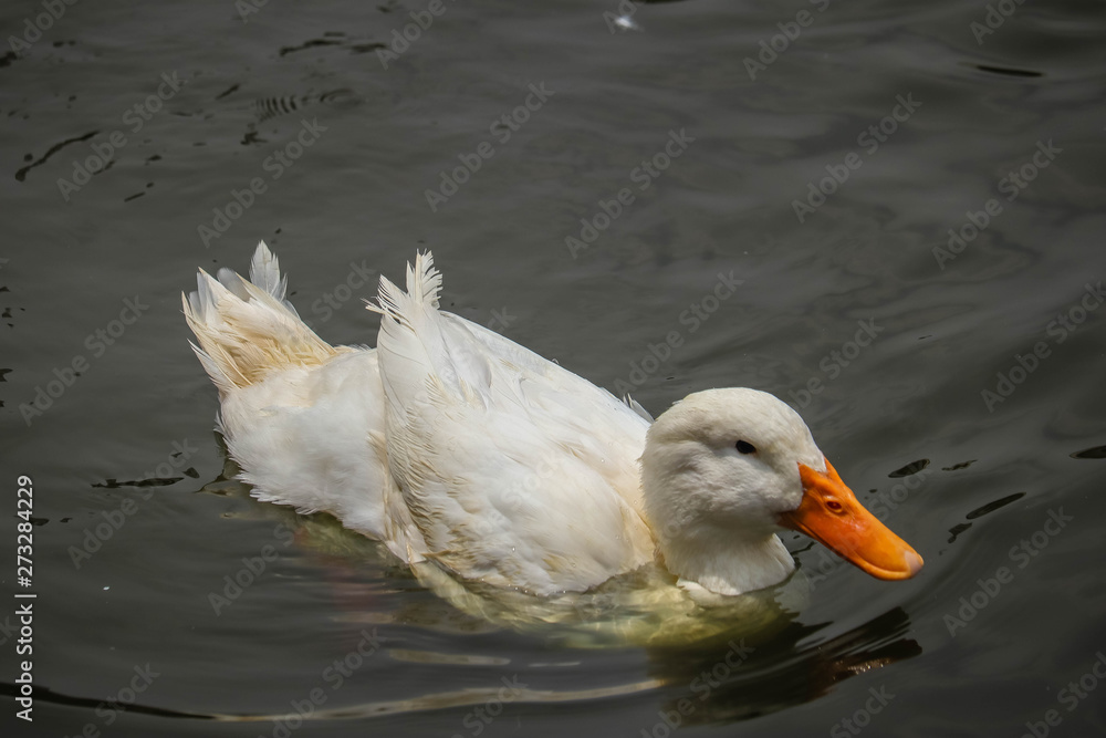 Pekin duck is swinging Pekin duck is swinging