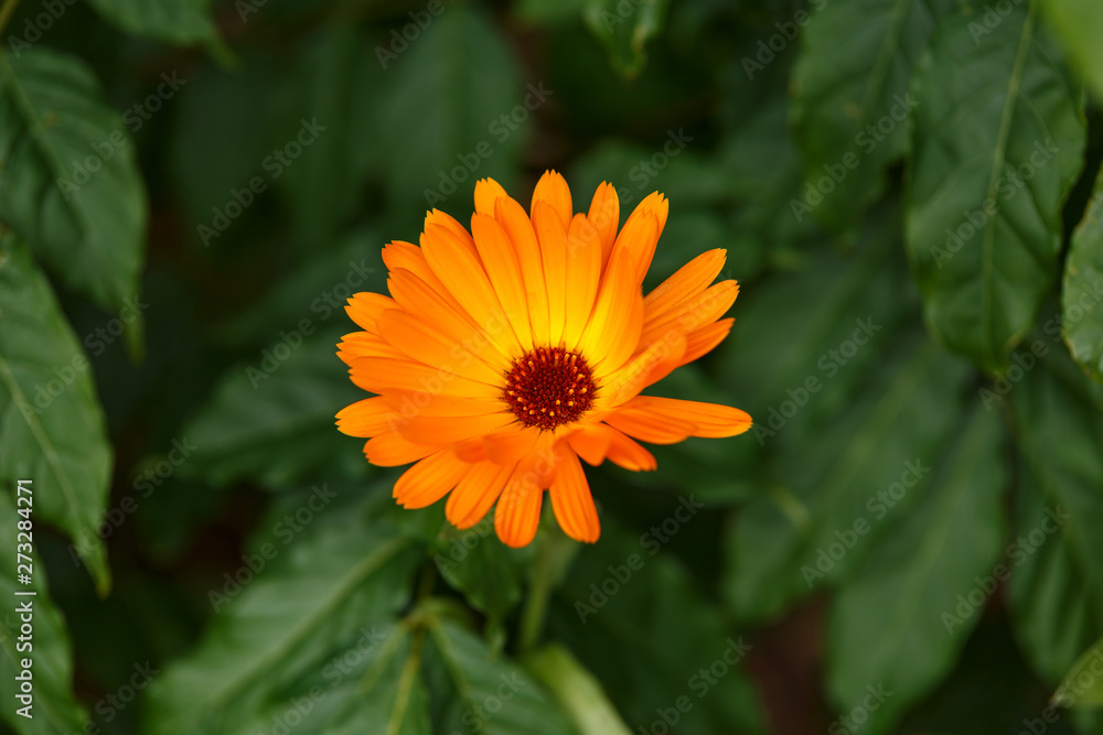 Orange calendula flowers, Blooming marigold in summer garden. Orange calendula flowers, Blooming marigold in summer garden.