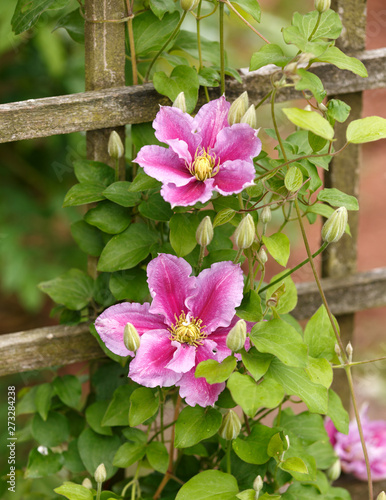 Large flowers of Clematis Piilu in summer garden. photo