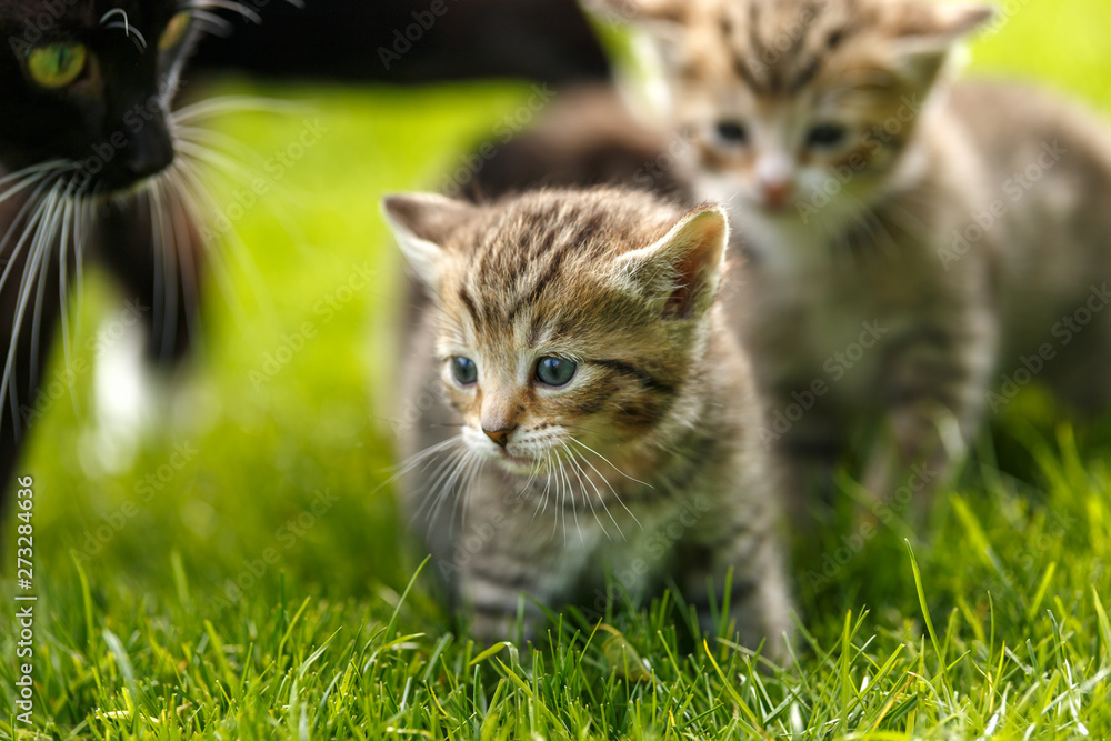 Little tabby kittens playing with their cat mother on the grass.