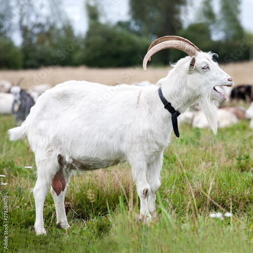 white goat full-size closeup side view with open mouth on summer outdoor pasture