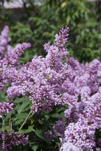 Syringa is a genus of shrubs belonging to the Oleaceae family.