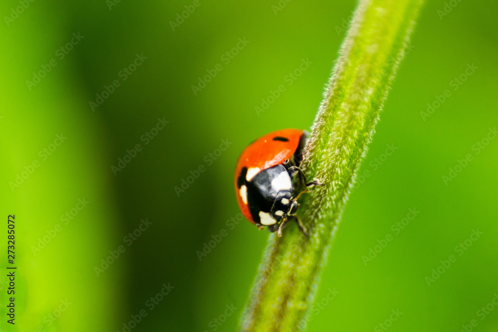 Ladybird (Coccinellidae) Close-up. Wild Nature. Ladybird Ladybird (Coccinellidae) Close-up. Wild Nature. Ladybird