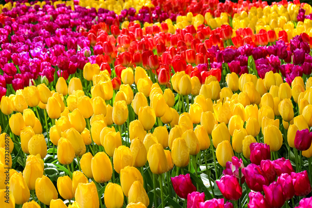 Detail of beautiful colorful tulips. The flowers have amazing yellow, red or pink colors. Bed of flowers. Spring concept. Holland. Flora background