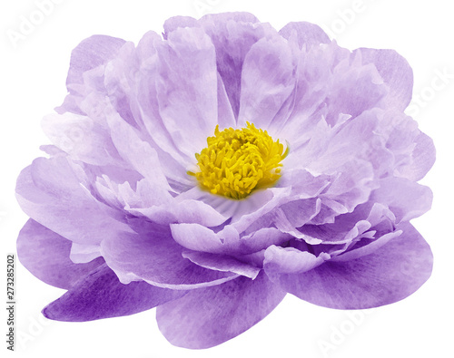Watercolor peony flower purple.  Flower isolated on white background. No shadows with clipping path. Close-up. Nature.