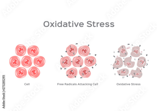 Oxidative Stress cell vector / free radical photo