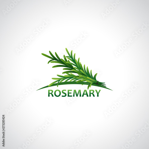 Rosemary - vector illustration - Vector